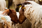 Mouton solognot