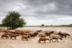 Troupeau de moutons sur les grèves de Loire