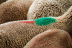 Marquage des moutons