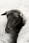 Mouton solognot