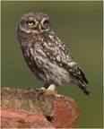 DAh 0078 (1).Chouette Cheveche Athéna-Little Owl- 15062026-Martial Queyrie