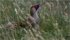 DAj 0434.Picvert-Eurpean Green Woodpecker-14062026-Martial Queyrie